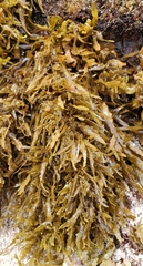 Sargassum obtusifolium
