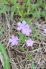 Phlox glabriflora