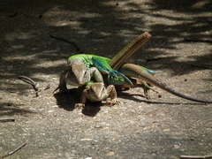 Ameiva ameiva