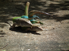 Ameiva ameiva