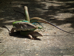 Ameiva ameiva