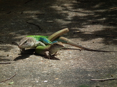 Ameiva ameiva