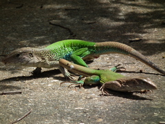 Ameiva ameiva