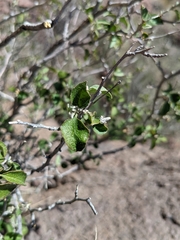 Croton sonorae
