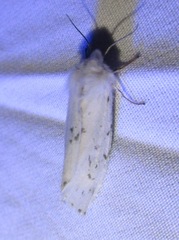 Spilosoma dubia