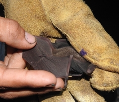 Mesoamerican Common Mustached Bat photo 3