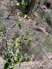 Croton sonorae