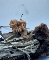 Hypomyces tubariicola