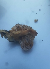 Hypomyces tubariicola
