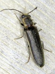 Denticollis denticornis