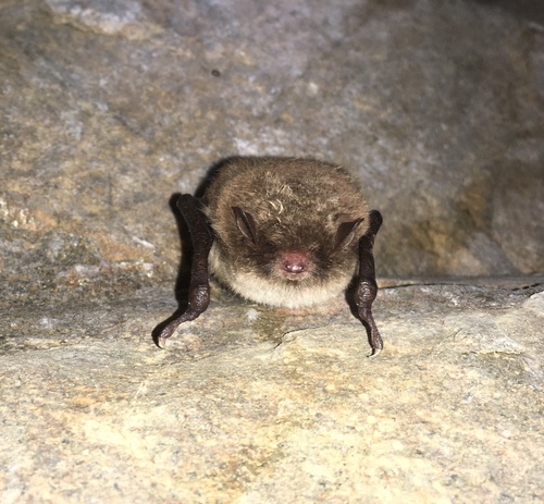 Daubenton's bat