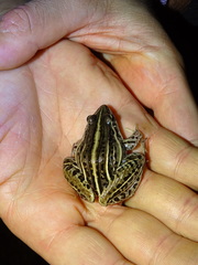 Leptodactylus gracilis