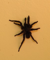 Seqocrypta
