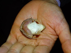 Leptodactylus gracilis