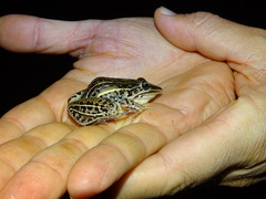 Leptodactylus gracilis