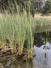 Typha orientalis