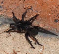 Seqocrypta