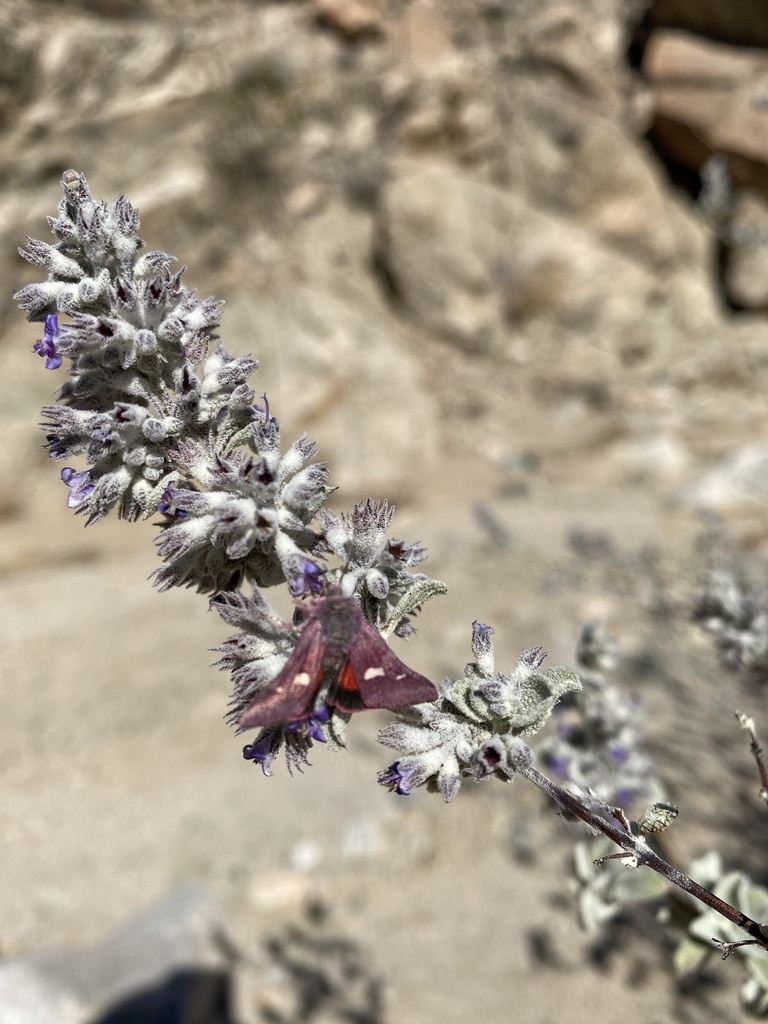 Baptarma felicita from Joshua Tree National Park, Riverside County, US ...
