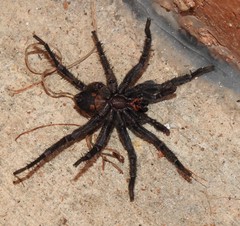 Seqocrypta