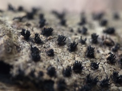 Peroneutypa scoparia