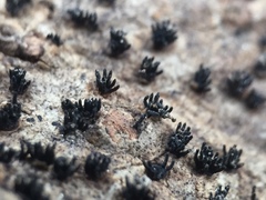 Peroneutypa scoparia