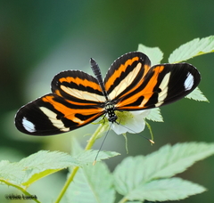 Heliconius ethilla narcaea