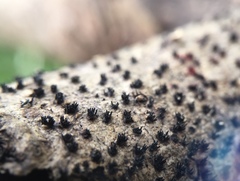 Peroneutypa scoparia