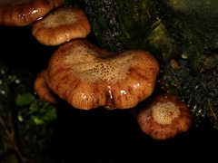 Armillaria luteobubalina