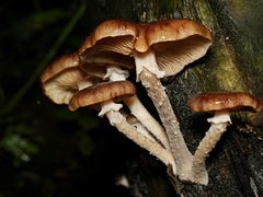 Armillaria luteobubalina