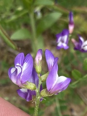 Astragalus leptocarpus