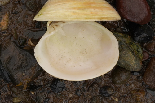 False Quahog