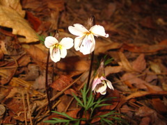 Viola chaerophylloides