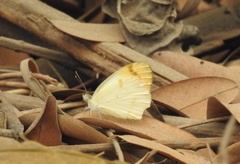 Colotis etrida