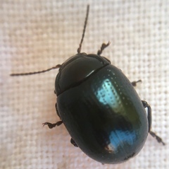Chrysolina oricalcia