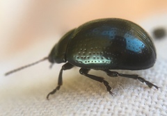 Chrysolina oricalcia