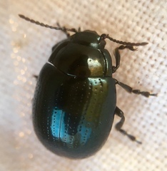 Chrysolina oricalcia