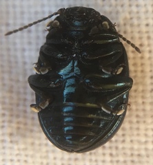 Chrysolina oricalcia