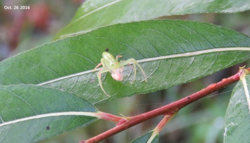 Oxytate parallela · iNaturalist
