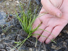 Isoetes butleri