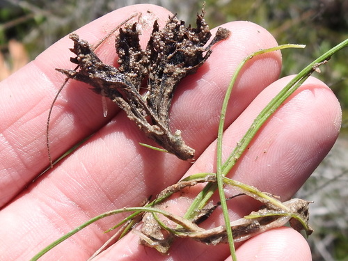 Image of Isoetes butleri by (c) Sam Kieschnick, some rights reserved (CC BY)