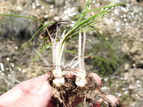 Image of Isoetes butleri by (c) Sam Kieschnick, some rights reserved (CC BY)
