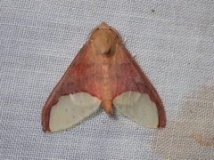 Epimolis