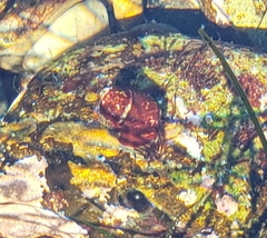 Megastraea undosa