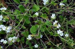 Myosotis lytteltonensis