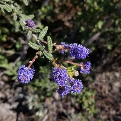 Ceanothus papillosus papillosus