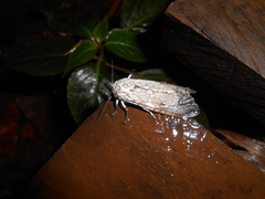 Hypercompe abdominalis