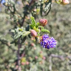 Ceanothus papillosus papillosus