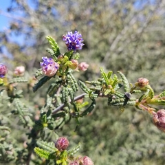 Ceanothus papillosus papillosus