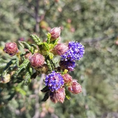Ceanothus papillosus papillosus