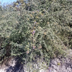 Ceanothus papillosus papillosus